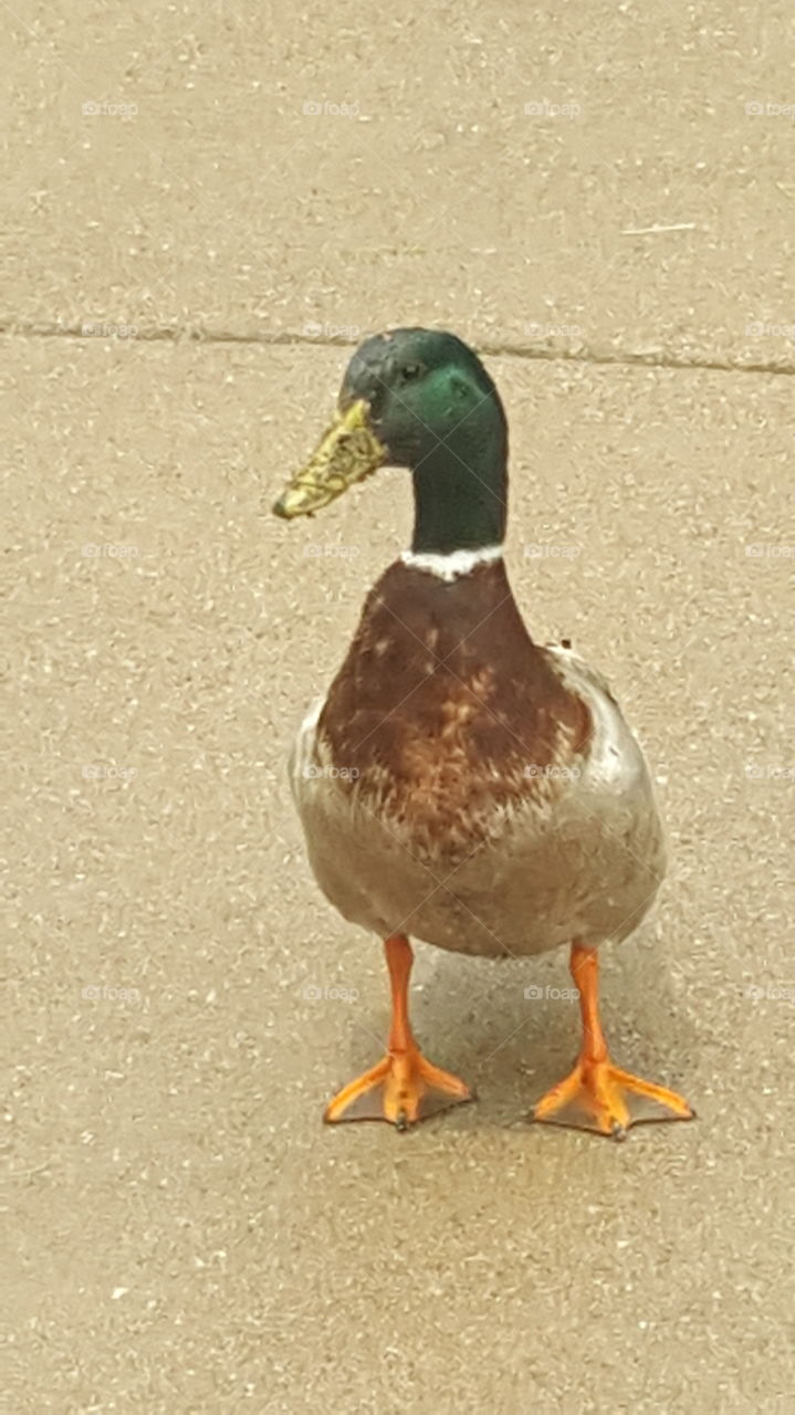 mallard