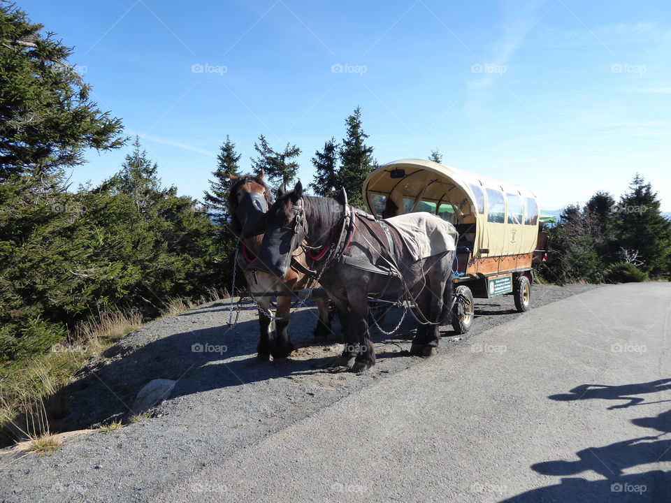 horse drawn carriage - Harz - Brocken 