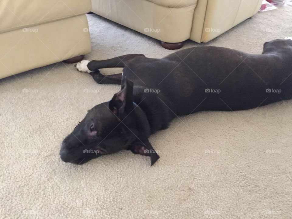 Black lab