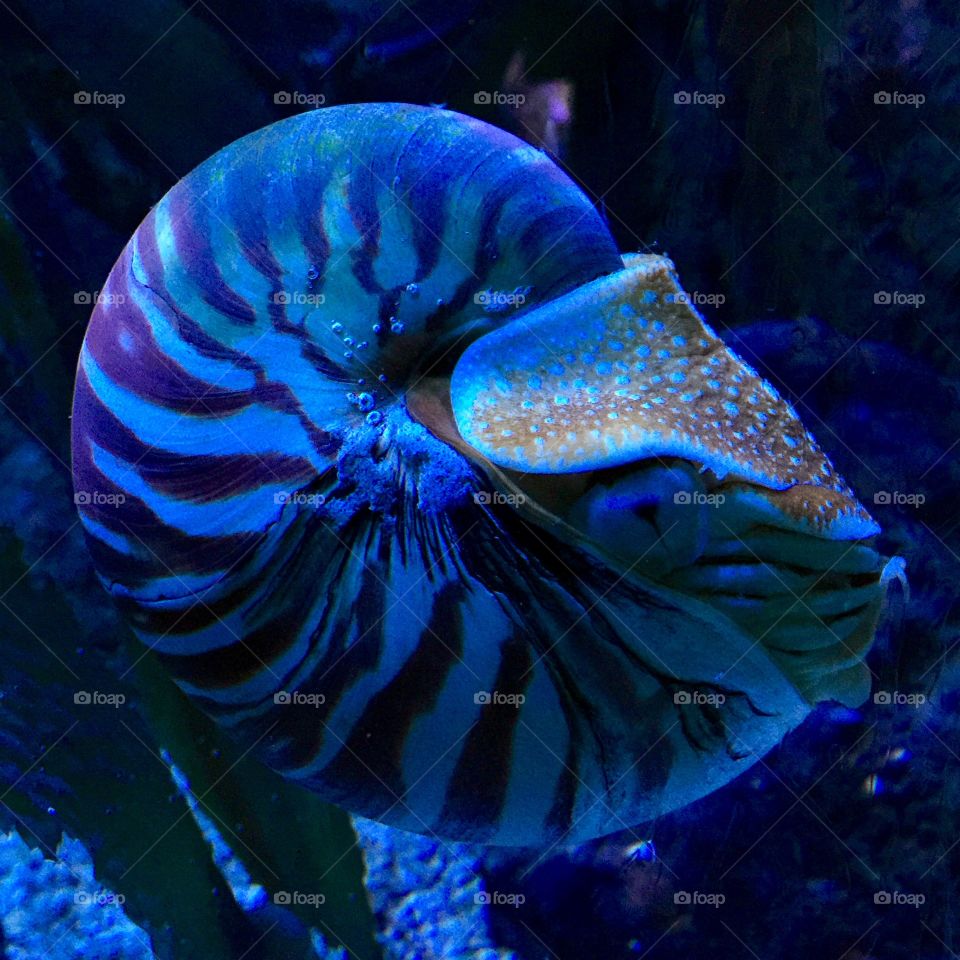 Nautilus 