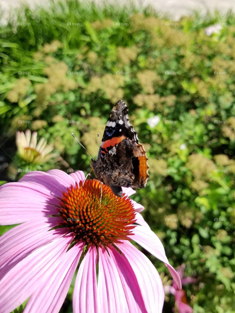 Butterfly and blooms