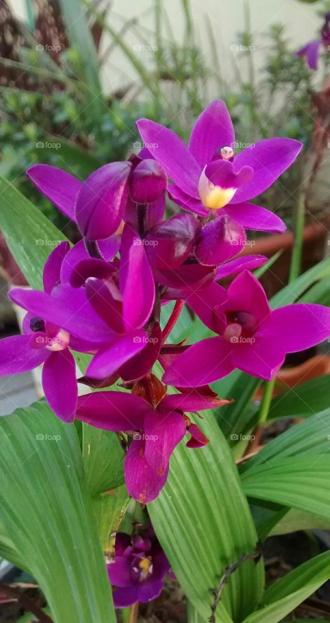 grapette orchid