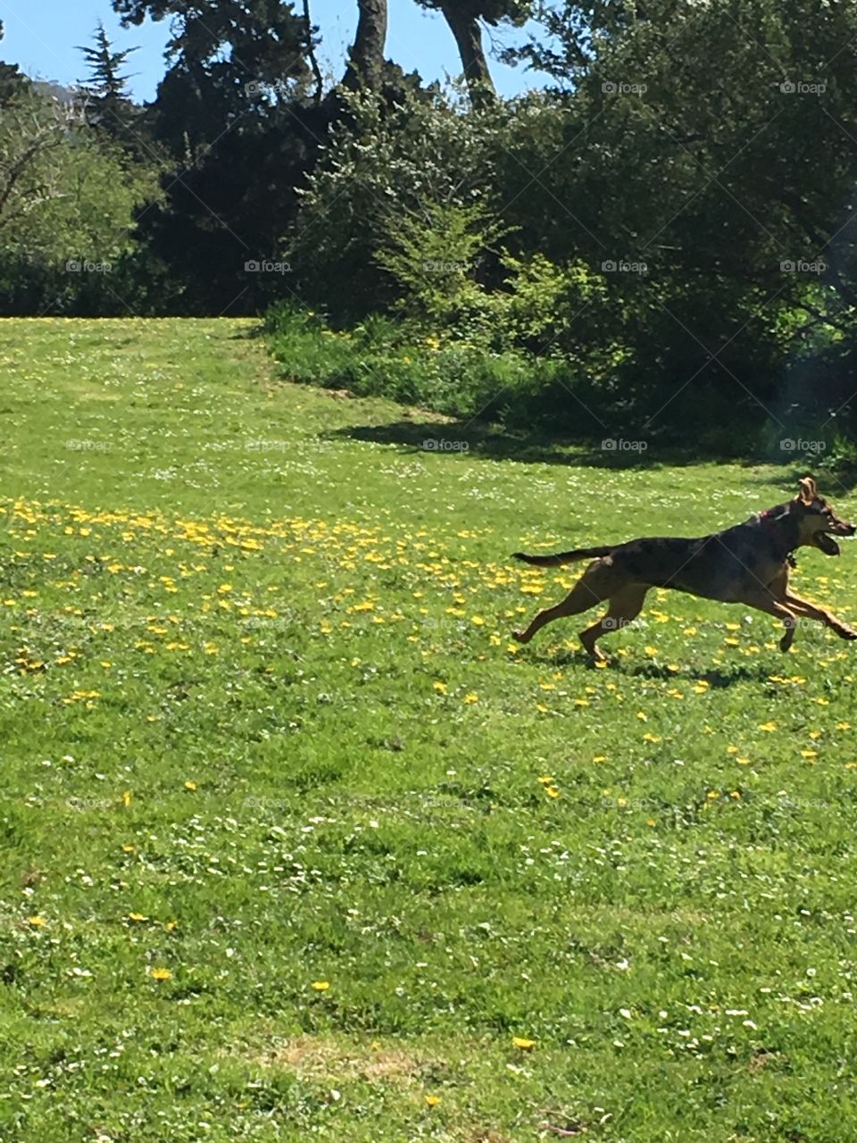 Dog playing in field