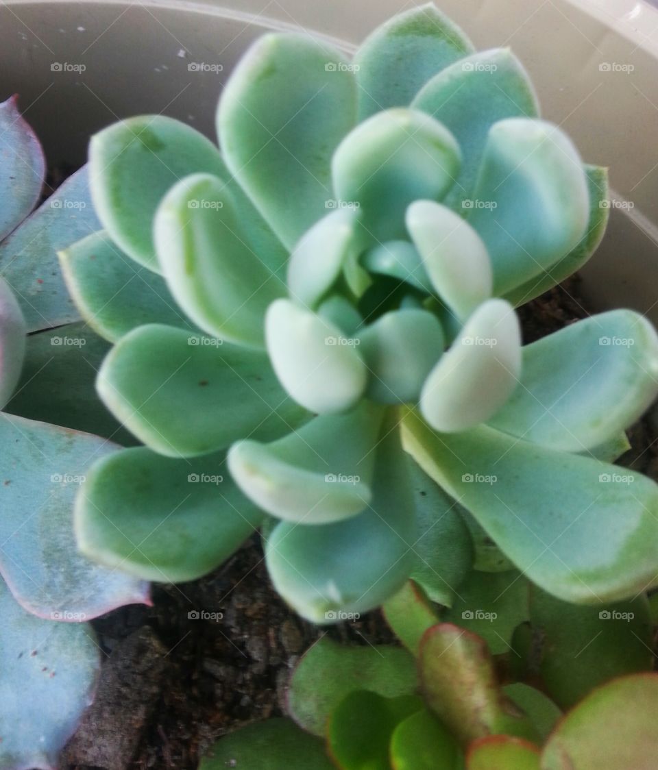 The beautiful and sacred succulent♡ The Mandalas of life♡ Home grown♡