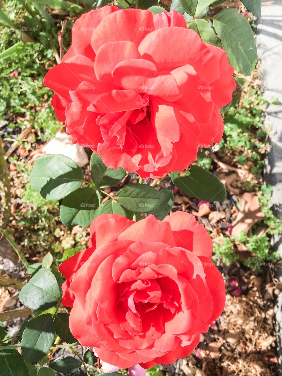 Two red roses