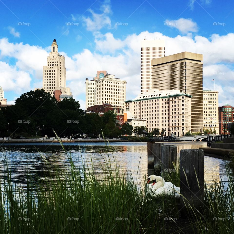 Swans on the Providence river