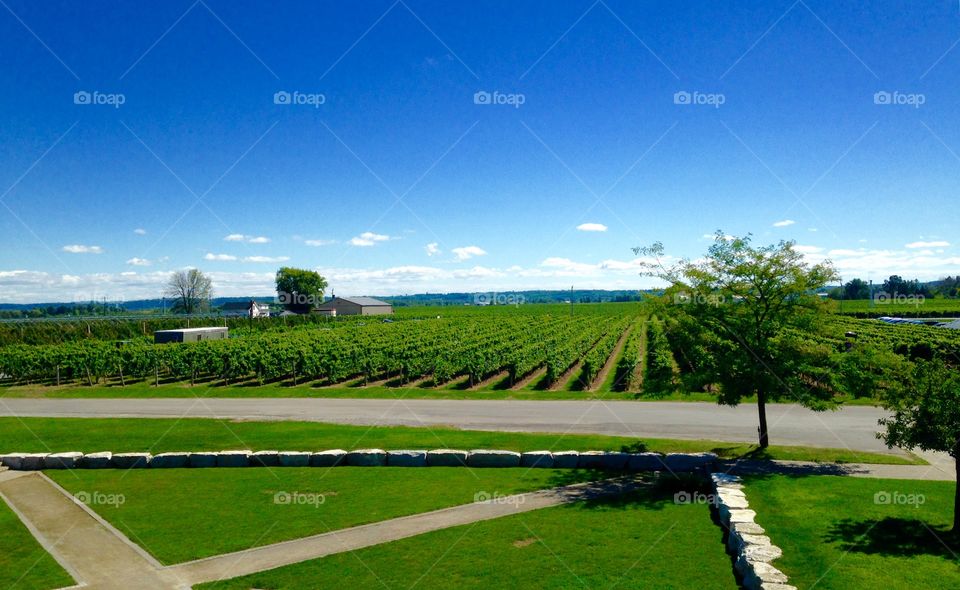 Canadian vineyard 