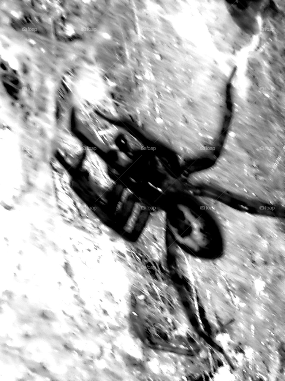 Die Spinne in schwarz