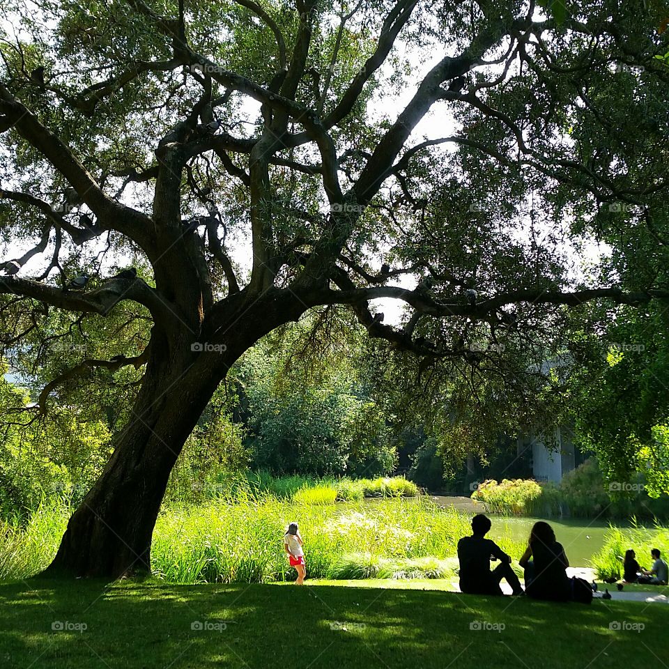 Under the tree