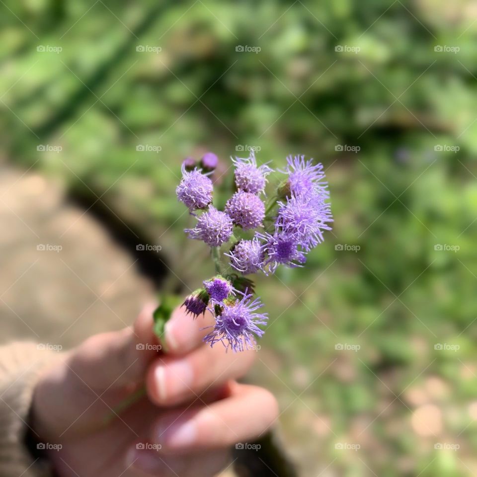 Purple flowers in her hand.