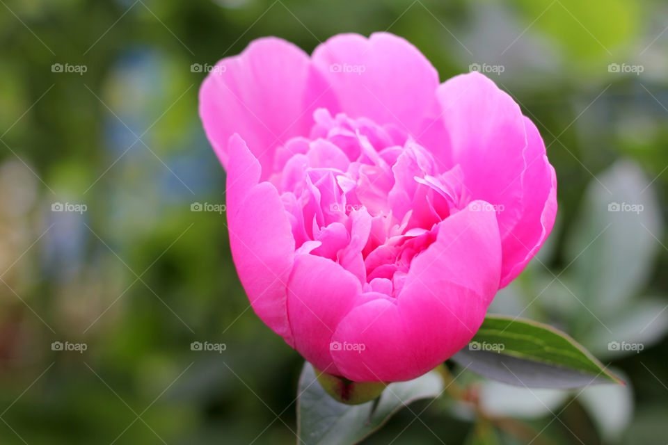 Peony, peonies, roses, pink, red, white, flowers, bouquet, summer, sun, nature. Landscape, still-life, village, flowerbed, plant, vegetation, grass, decor, fluffy, fluffy flowers, bulk flowers, plush flowers, petals, buds, leaves