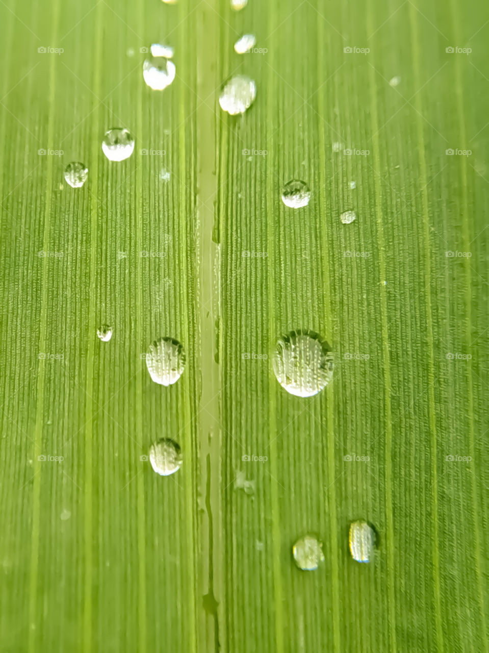 Beautiful green leaf with drops of Rain water