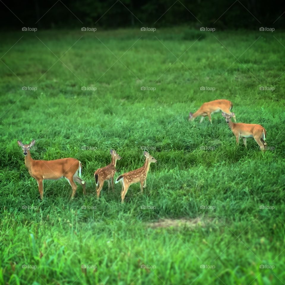Fort Leonard wood deer family 