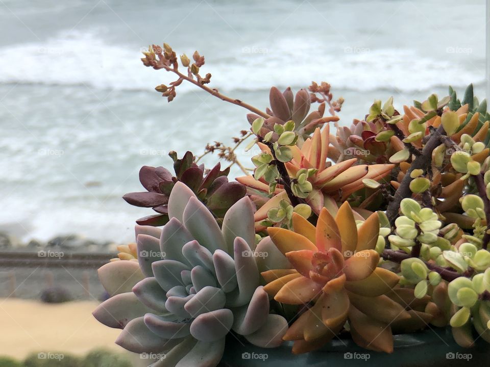 Foap Mission Color Love! Colorful Succulents With Waves In The Background 