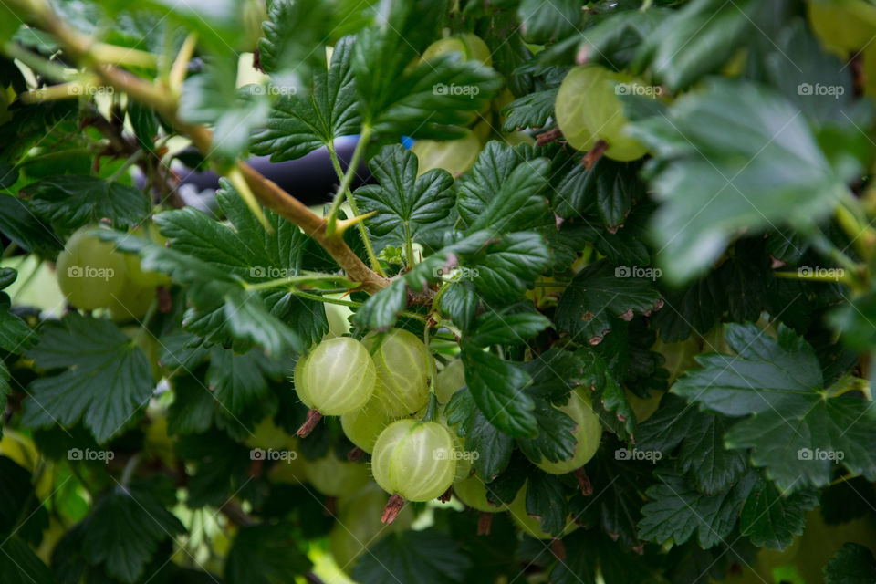 Gooseberry on a bush.