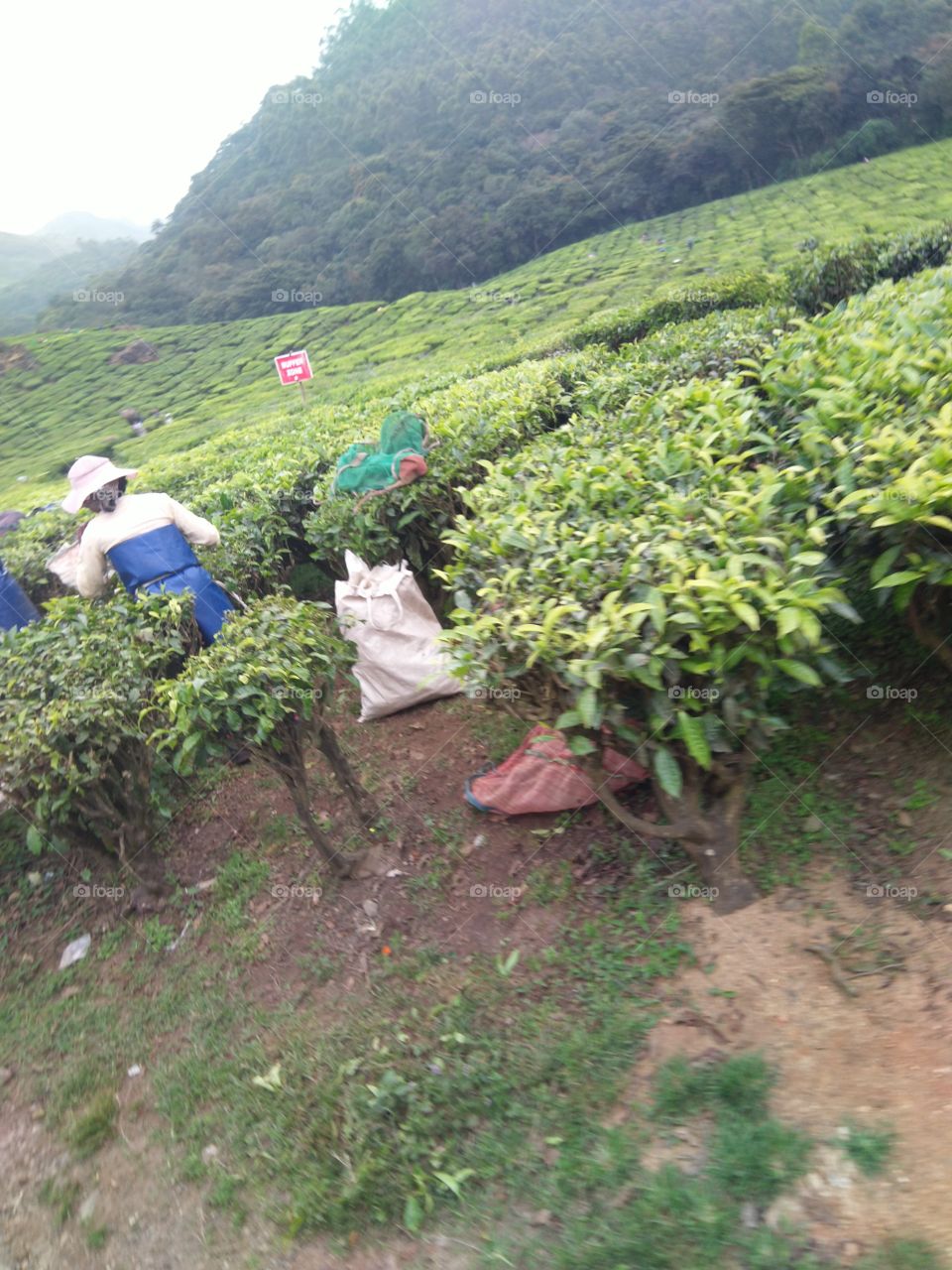 mountain view and hard workers