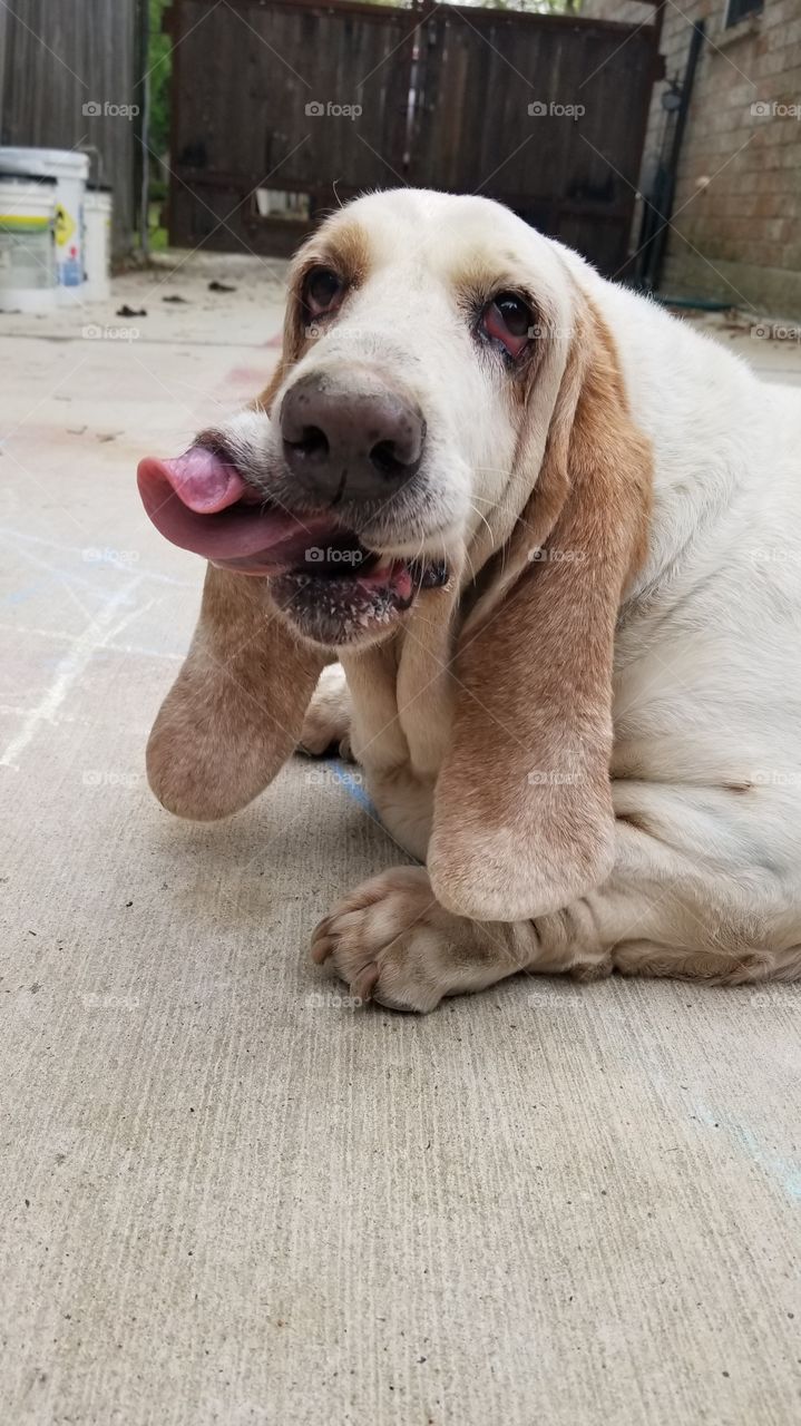 A beautiful white basset hound in the middle of licking her lips