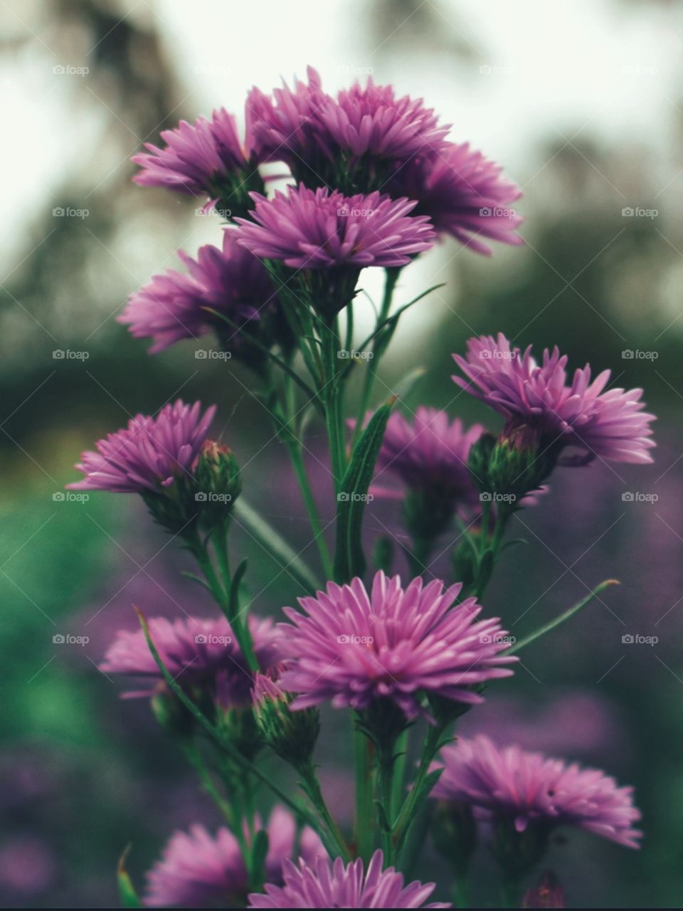 buetyfull flower(maschithsuriya photography)