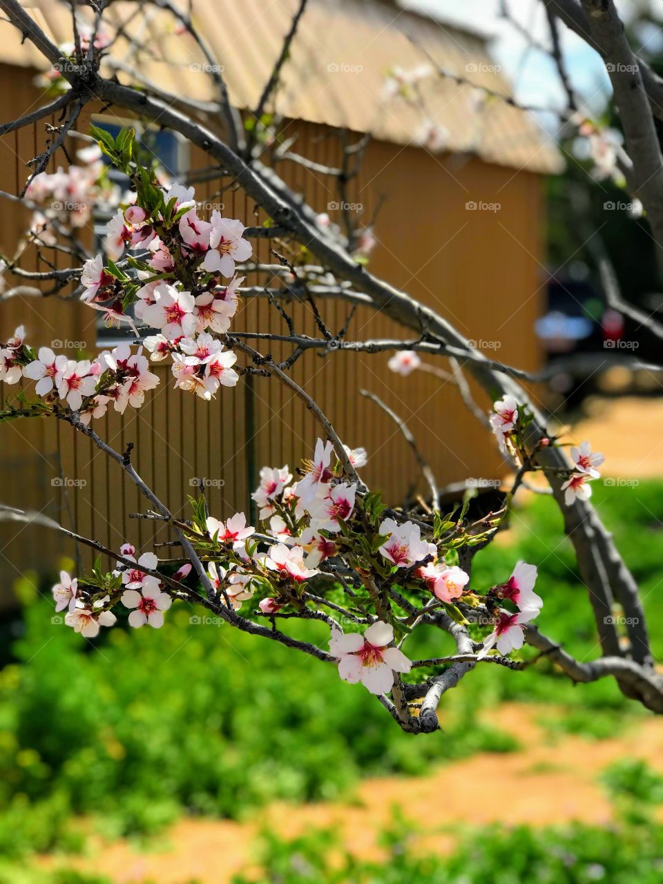 Here comes spring
