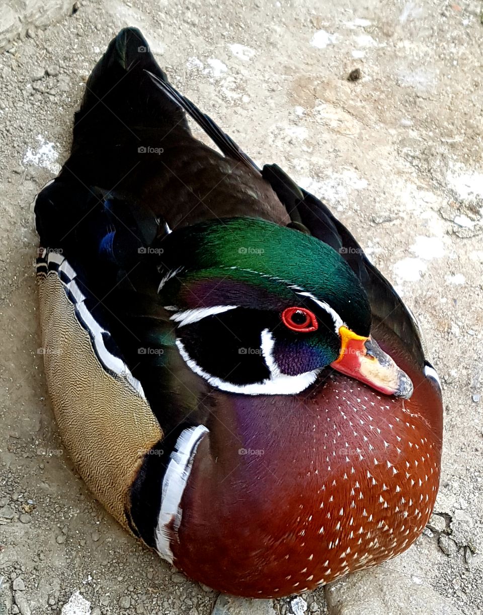 colorful duck with red eyes