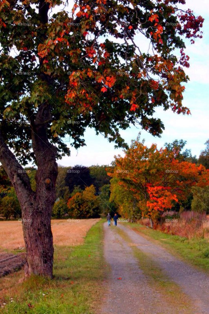 Tree near the road in Autumn