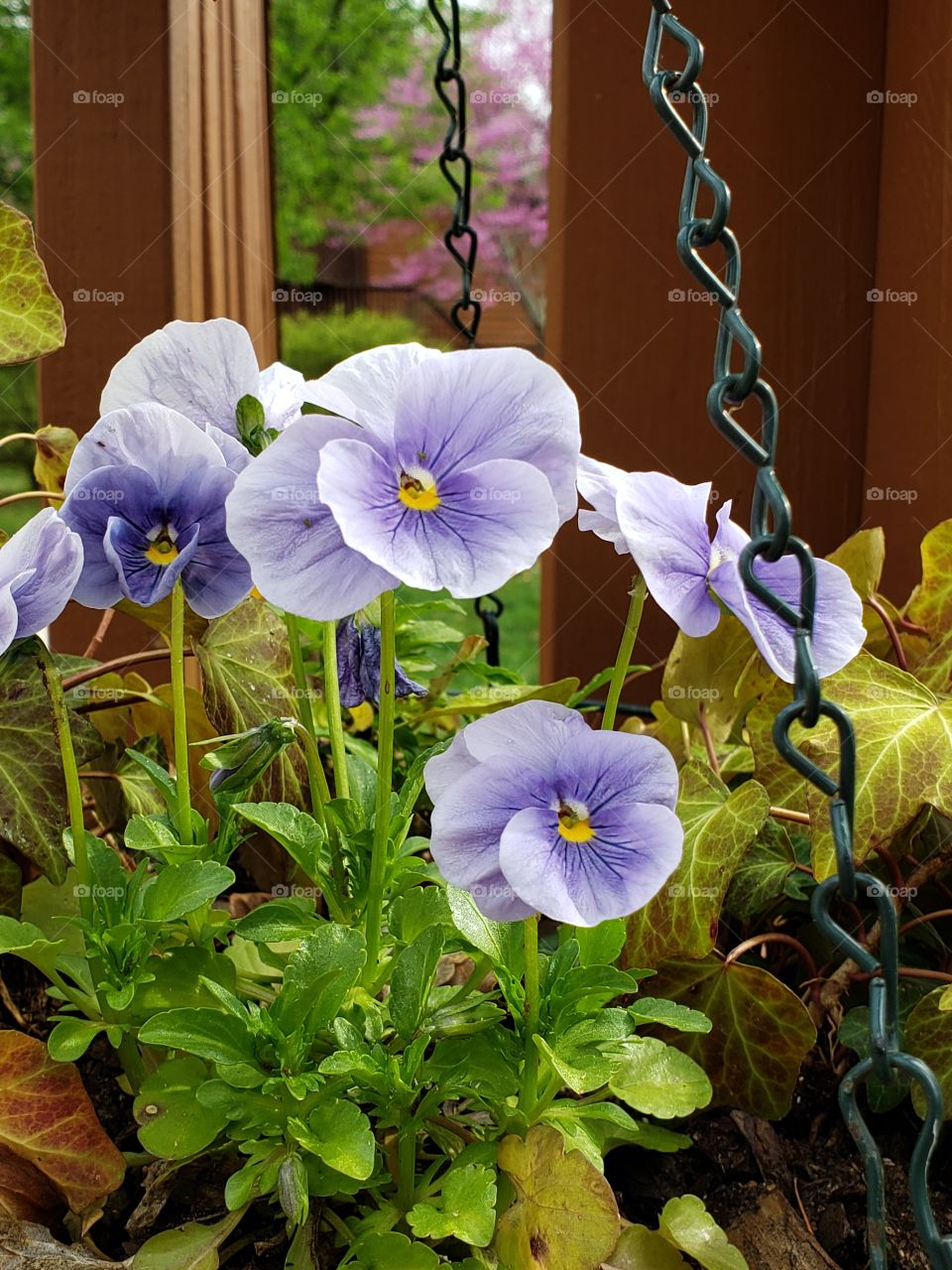 Purple pansy