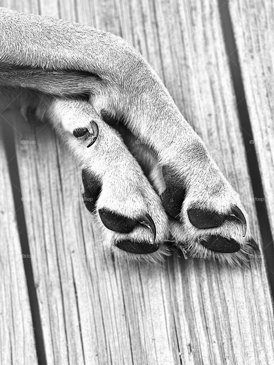 Closeup and black and white of Penny’s paws on the deck at the bay house 🐾