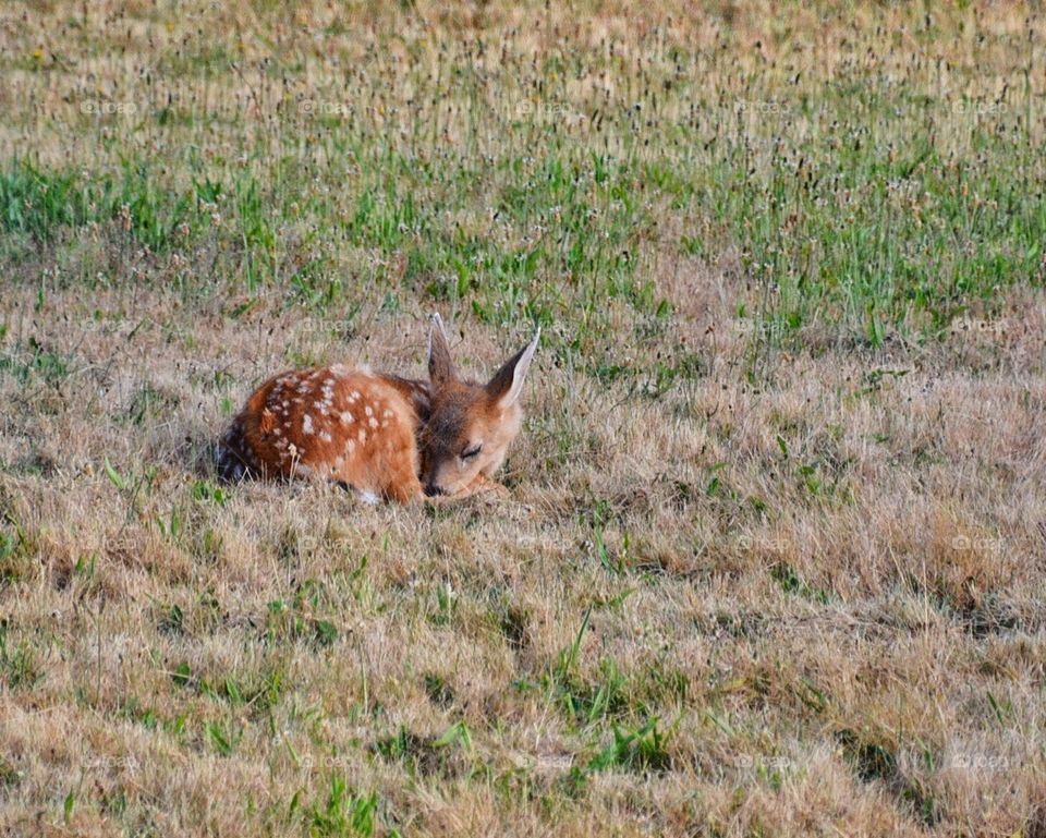 Sleepy fawn