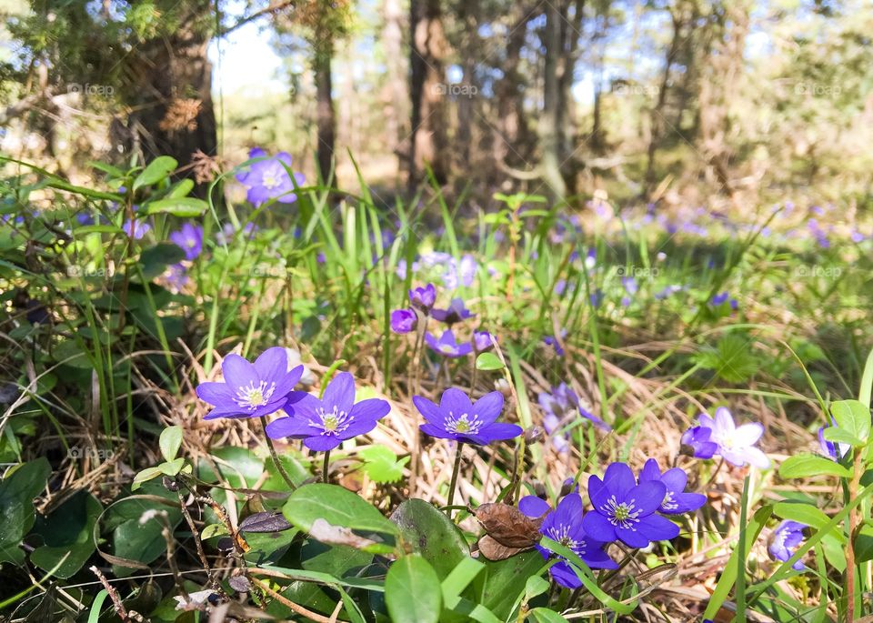 Close-up of purple wildflowers