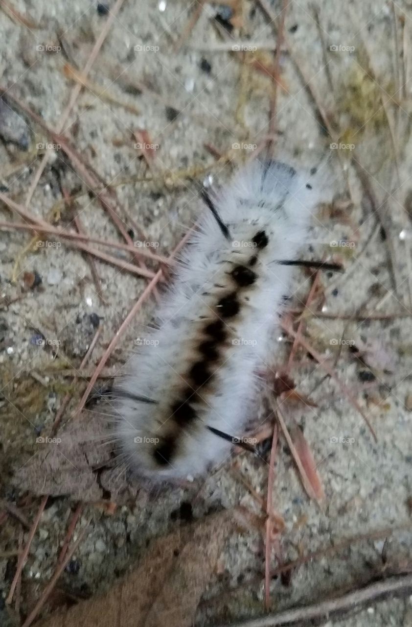 High angle view of caterpillar