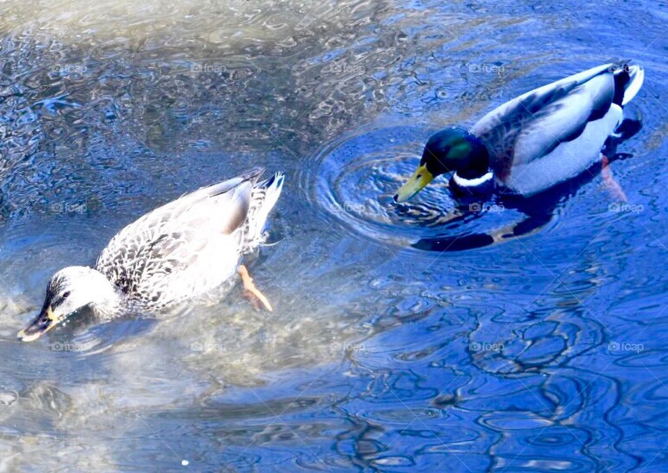 Mallard duck pair