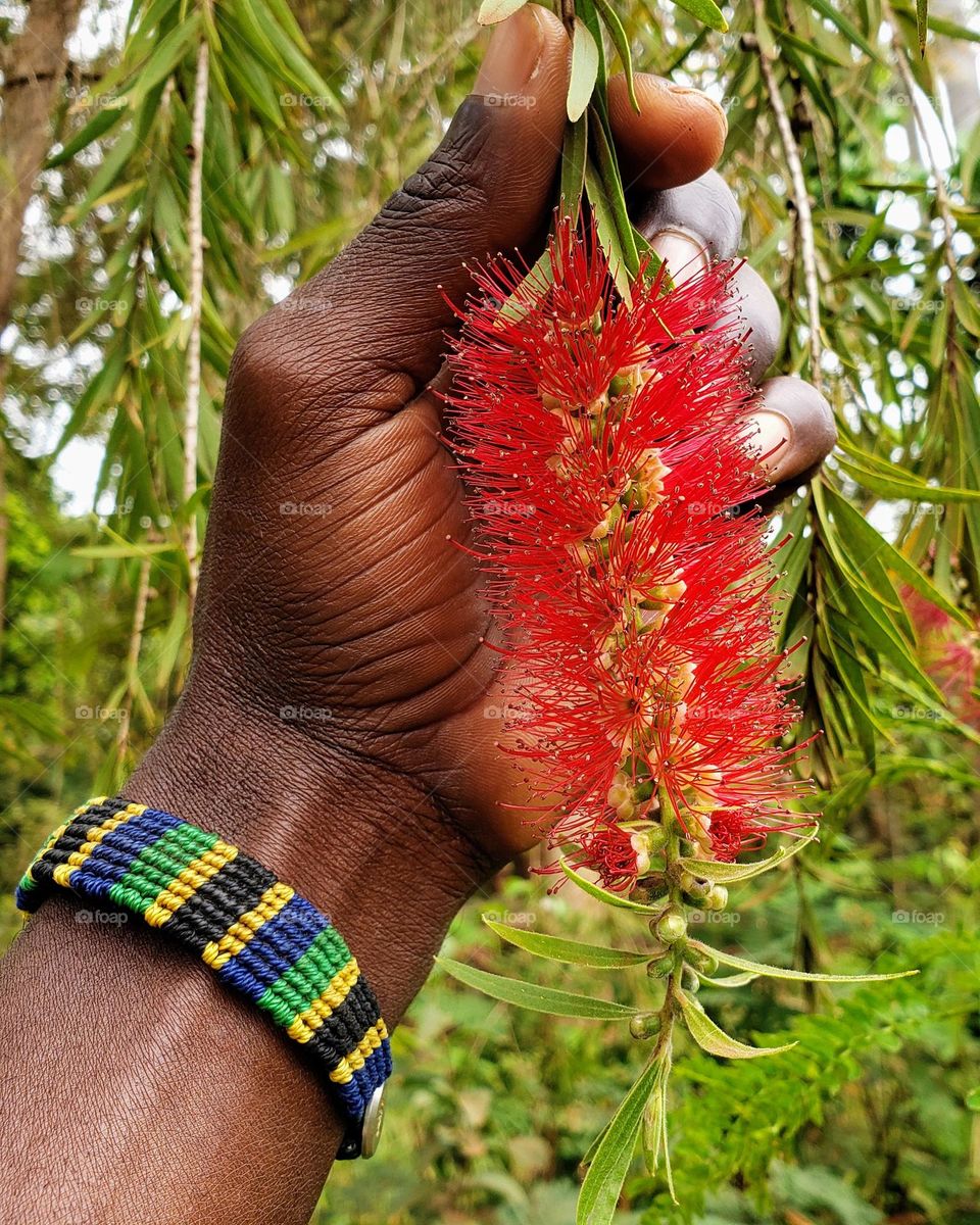 Bottle brush flower. Tanzania
Sep 06, 2023