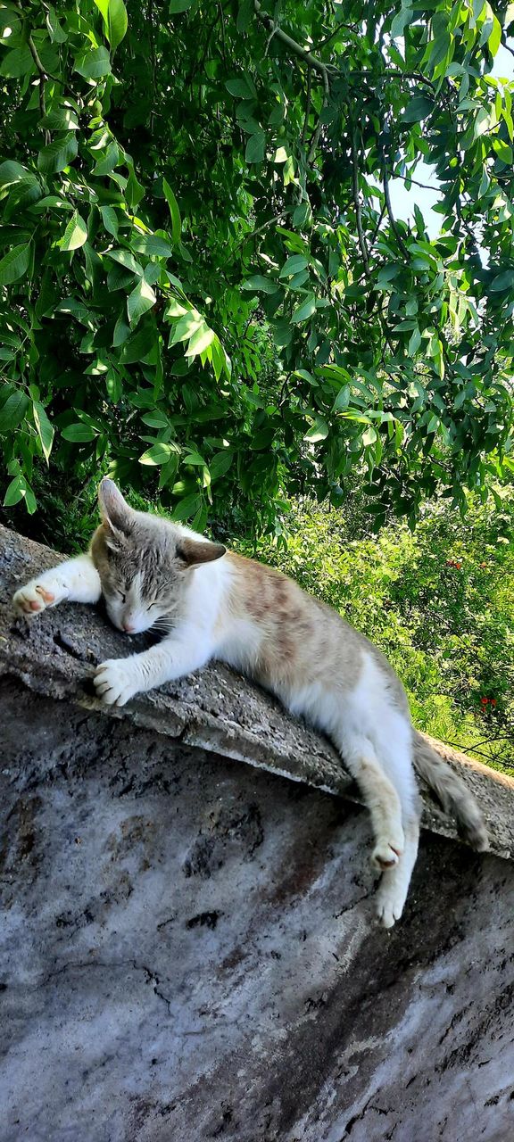 my cat is sleeping