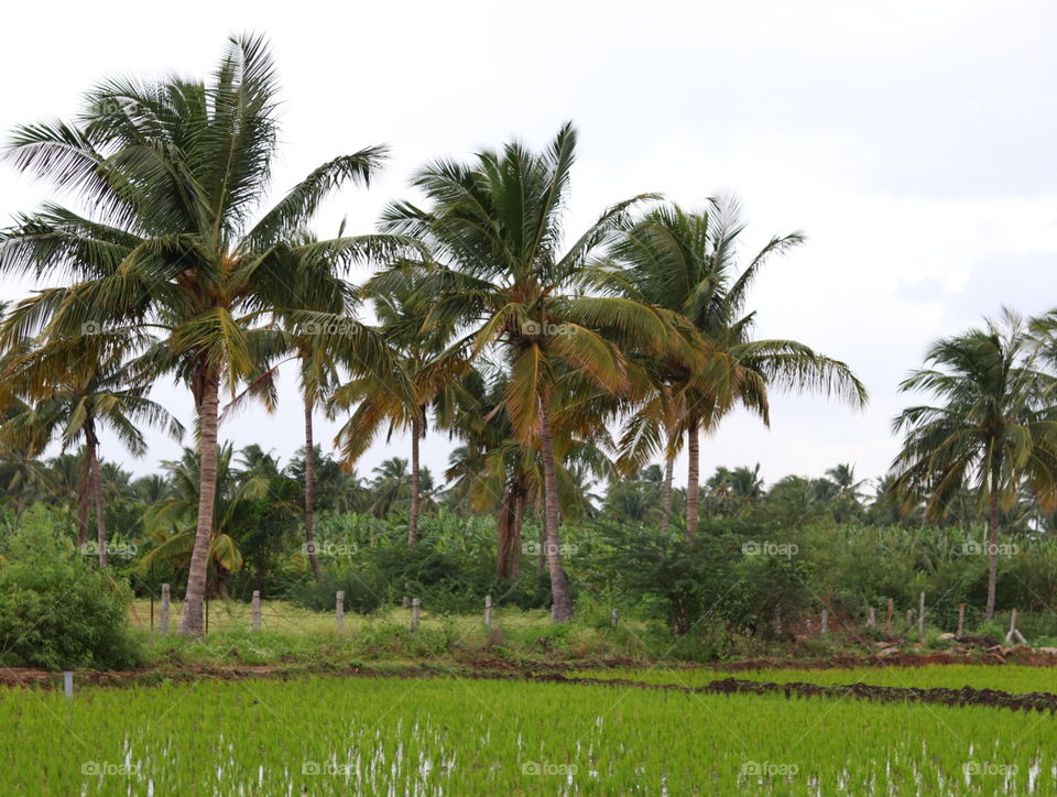 coconut trees