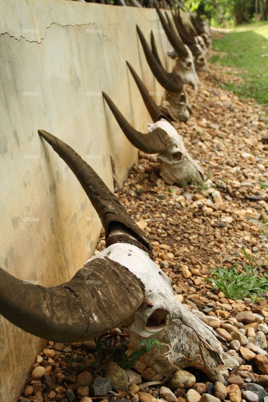 Animal skulls