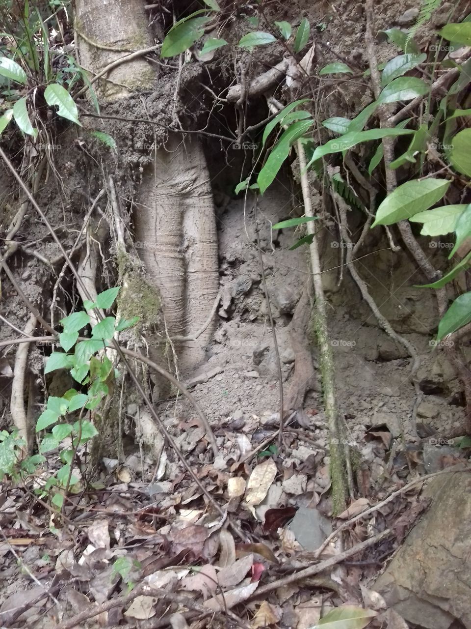 roots and stems are visuible as road has been cut to pass