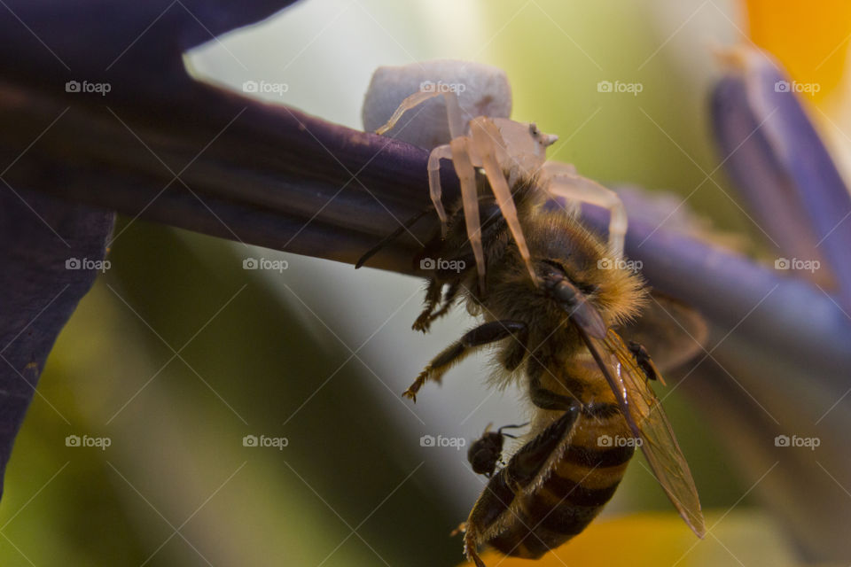 White crabspider biting a bee that flew to close