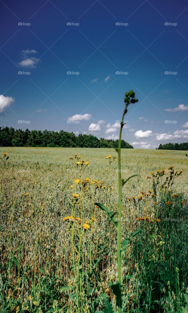 Summer field and wildflowers