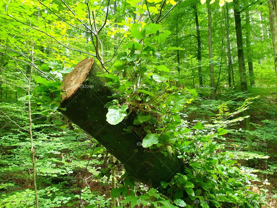 Never give  up , full bloom