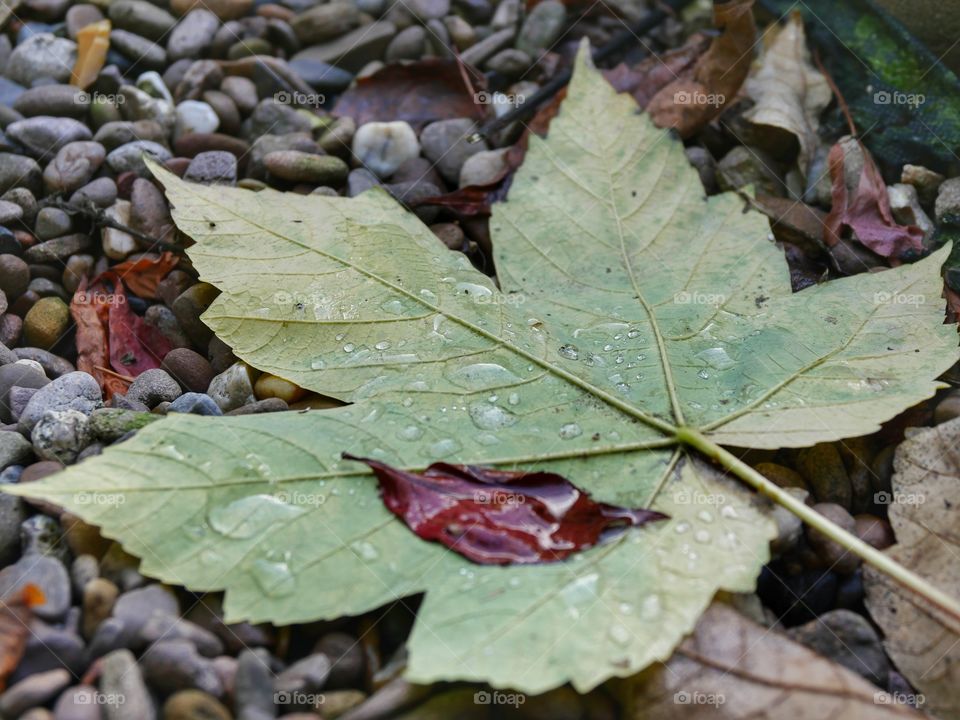 Wet leaves