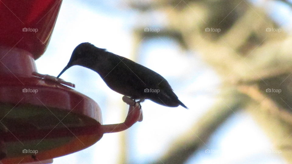 Silhouette of a hummingbird at the feeder