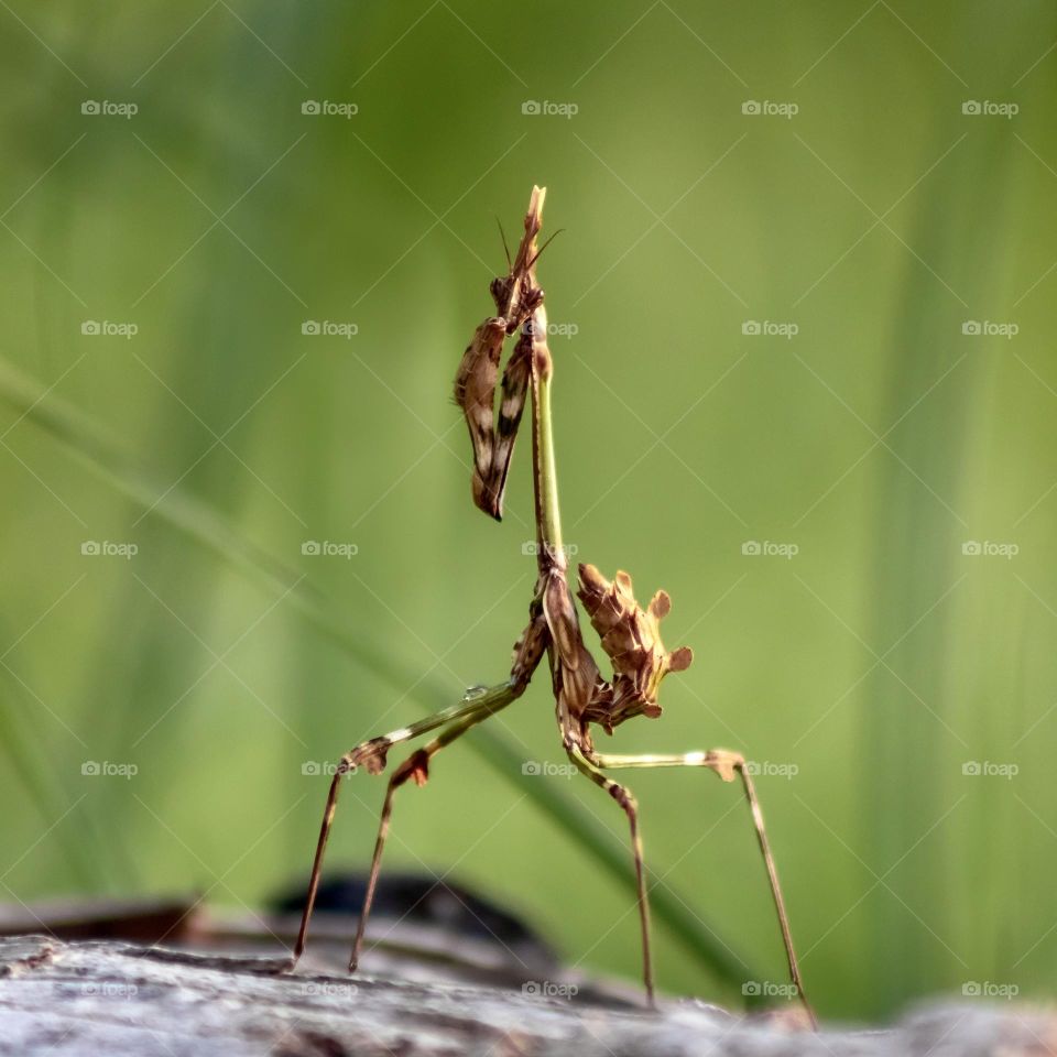 A conehead mantis against a blurred green background 