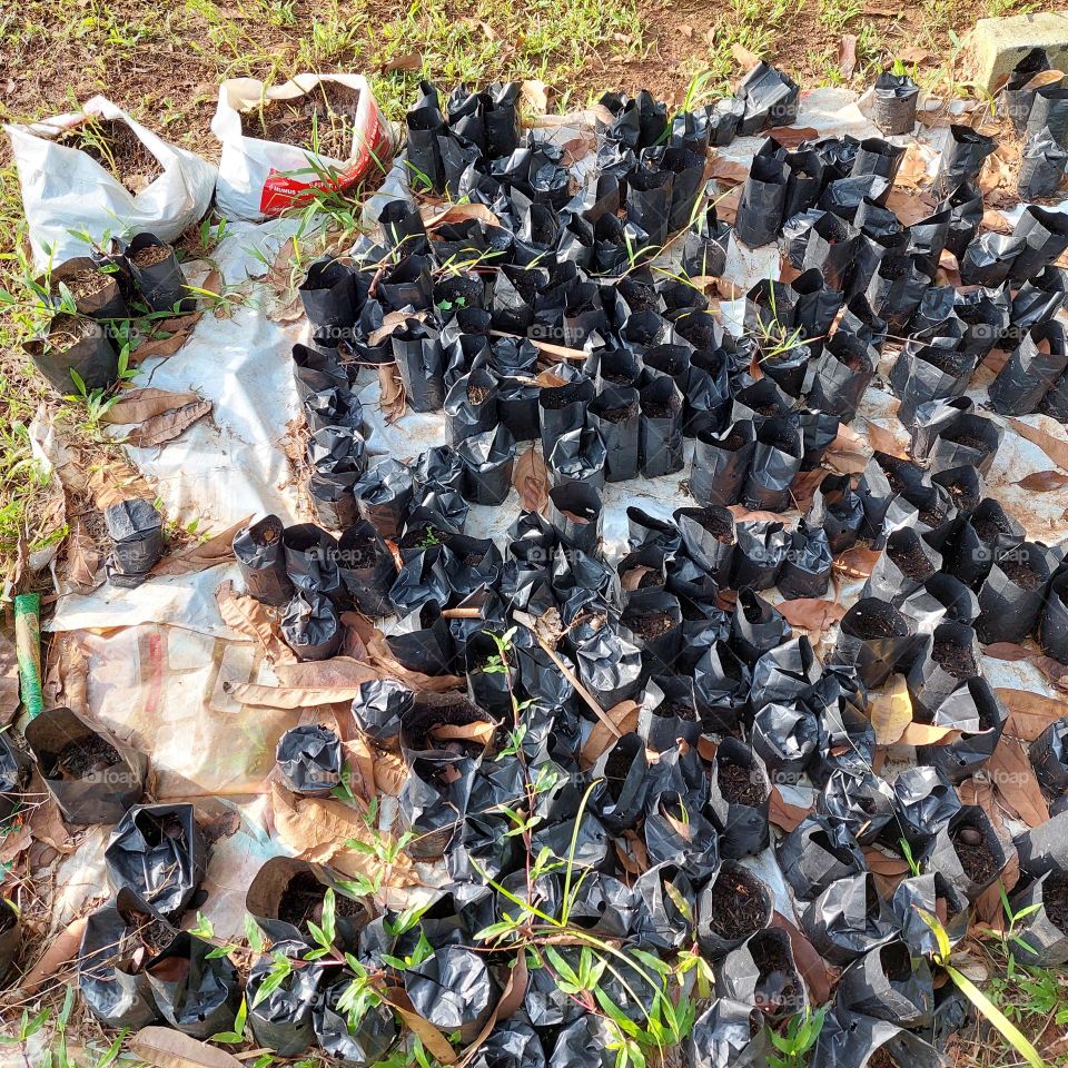 plant seeds placed in polybags