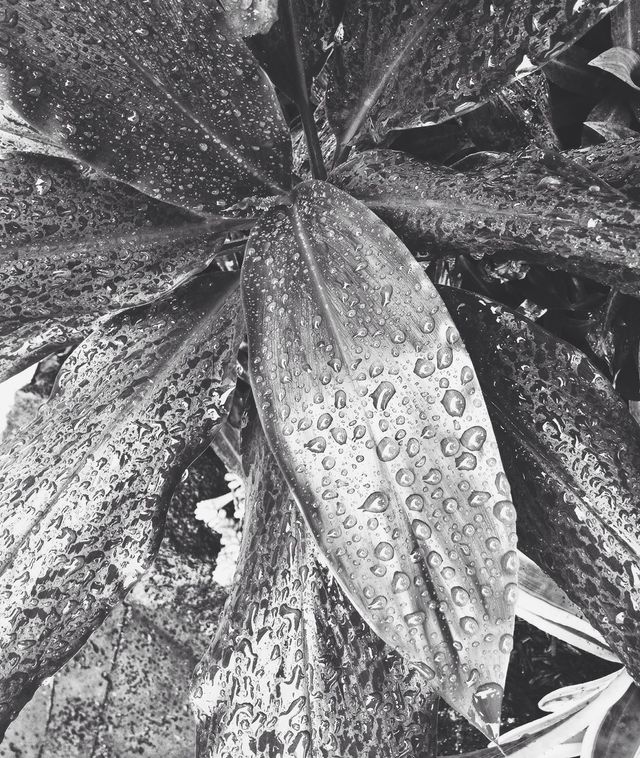raindrops
