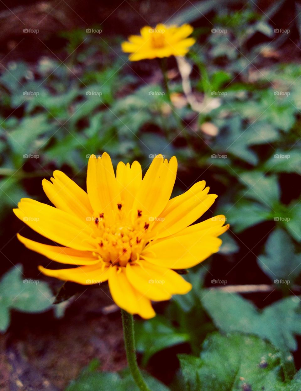 Close up shot of a yellow grass flower