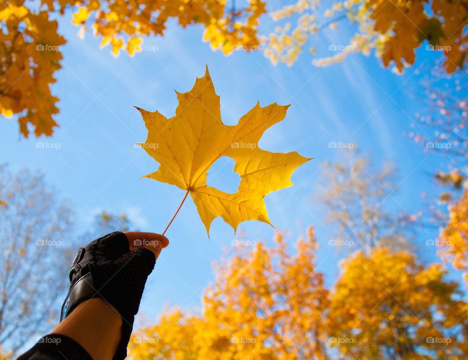 from autumn with love,autumn,forest,sky,golden,warm