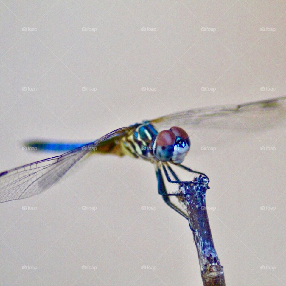 Colorful dragonfly came for a visit!