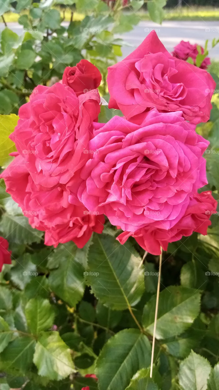 Rosen