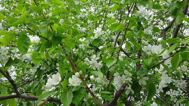 apple-tree in bloom
