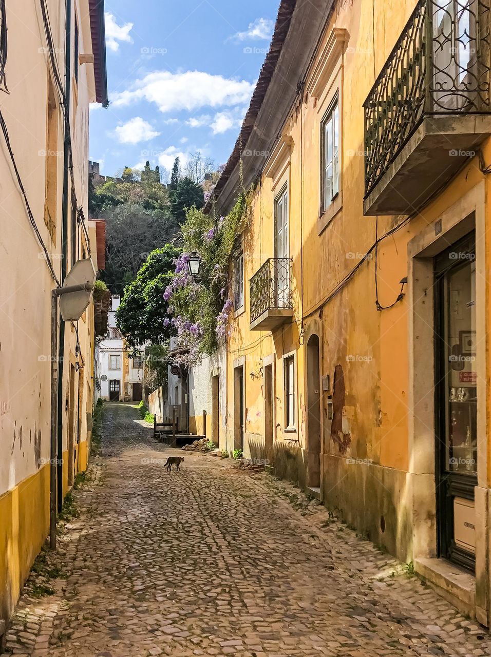 A cat strolls up a cobblestone street under the castle in Tomar, Central Portugal 